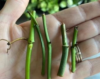 Nodos de plantas para propagación, nodos sin hojas, nodos de plantas de interior