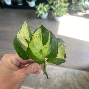 Manjula pothos cutting, rare variegated plant, plant cuttings, rare houseplant cutting, rare live plants, rare plant cutting image 9