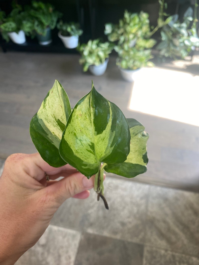 Manjula pothos cutting, rare variegated plant, plant cuttings, rare houseplant cutting, rare live plants, rare plant cutting image 9