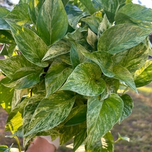 May include: A close-up of a large, lush, variegated plant with green and white leaves. The plant is being held by a hand wearing a white glove.