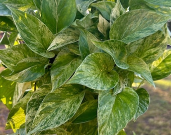 Marble Queen Pothos Cutting, Variegated Houseplant, Live Plant
