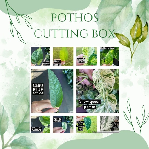 Pothos Plant Cuttings Bundle, Mystery Box, Houseplant Propagation