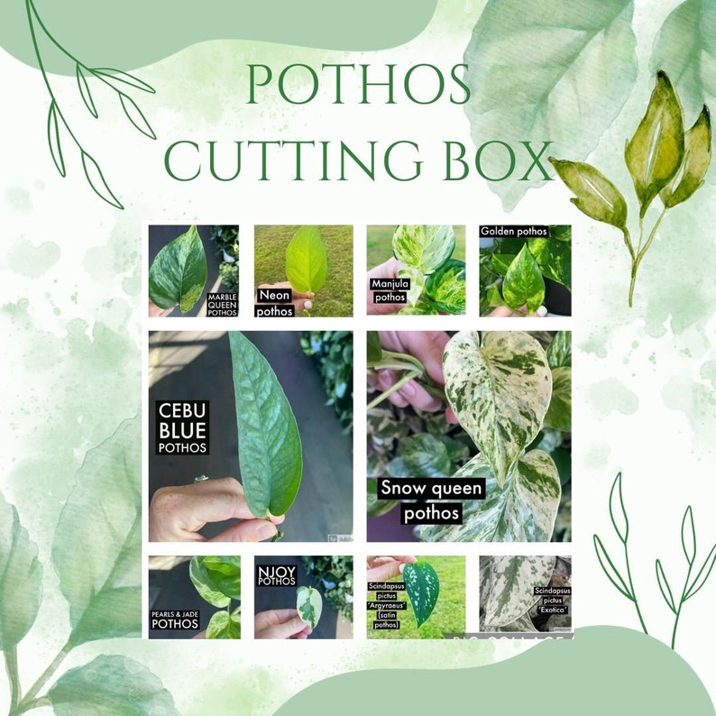 Puede incluir: Imagen decorativa con esquejes de plantas Pothos. El texto "Pothos Cutting Box" es visible. Se muestran diferentes variedades como Marble Queen, Neon, Manjula, Golden, Cebu Blue, Snow Queen, Njoy y Pearls & Jade Pothos.