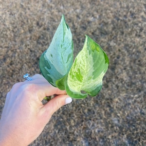 Manjula pothos cutting, rare variegated plant, plant cuttings, rare houseplant cutting, rare live plants, rare plant cutting image 3