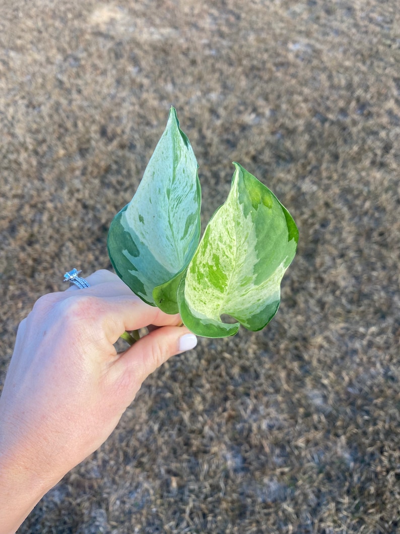 Manjula pothos cutting, rare variegated plant, plant cuttings, rare houseplant cutting, rare live plants, rare plant cutting image 3