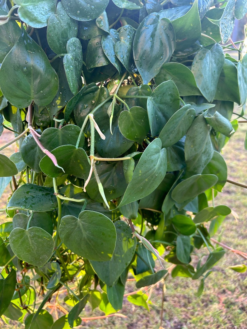 Heartleaf philodendron plant cutting, Green philodendron houseplant cutting, plant cuttings, live plants image 6