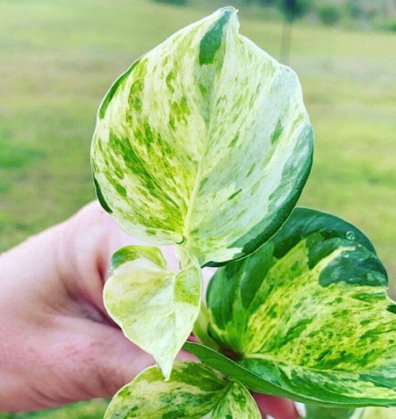 May include: Close-up of a vibrant plant with variegated leaves. The leaves display a mix of green, yellow, and white patterns. The plant's leaves have a glossy texture, and the background is blurred, suggesting an outdoor setting.