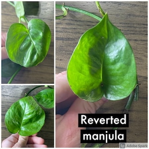 Manjula pothos cutting, rare variegated plant, plant cuttings, rare houseplant cutting, rare live plants, rare plant cutting reverted manjula