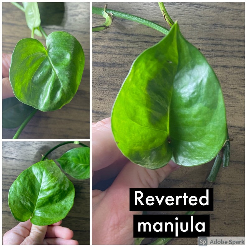 Manjula pothos cutting, rare variegated plant, plant cuttings, rare houseplant cutting, rare live plants, rare plant cutting reverted manjula