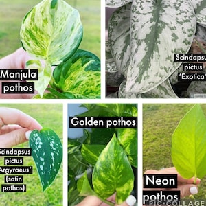 Puede incluir: Un collage de cinco variedades diferentes de plantas pothos. Las variedades incluyen Manjula, Scindapsus pictus 'Exotica', Scindapsus pictus 'Argyraeus', Golden pothos y Neon pothos. Cada hoja muestra patrones y colores &uacute;nicos, que van del verde y amarillo al plateado y blanco.