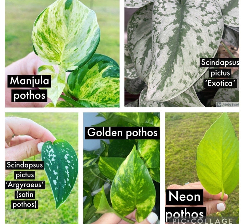 Puede incluir: Un collage de cinco variedades diferentes de plantas pothos. Las variedades incluyen Manjula, Scindapsus pictus 'Exotica', Scindapsus pictus 'Argyraeus', Golden pothos y Neon pothos. Cada hoja muestra patrones y colores &uacute;nicos, que van del verde y amarillo al plateado y blanco.