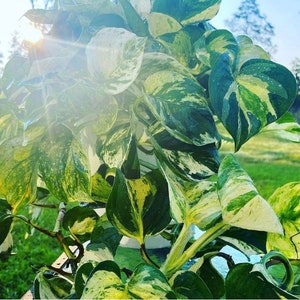 May include: Close-up of a pothos plant with variegated leaves. The leaves display a mix of green, white, and yellow hues. The plant is lush and vibrant, with a natural, organic aesthetic. The image is well-lit, highlighting the plant's details.