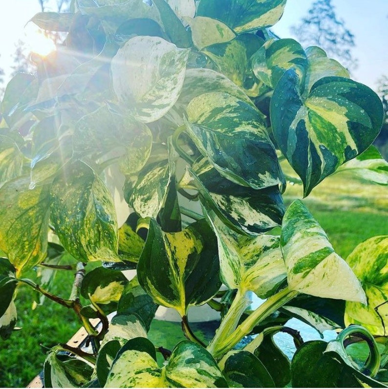 May include: Close-up of a pothos plant with variegated leaves. The leaves display a mix of green, white, and yellow hues. The plant is lush and vibrant, with a natural, organic aesthetic. The image is well-lit, highlighting the plant's details.