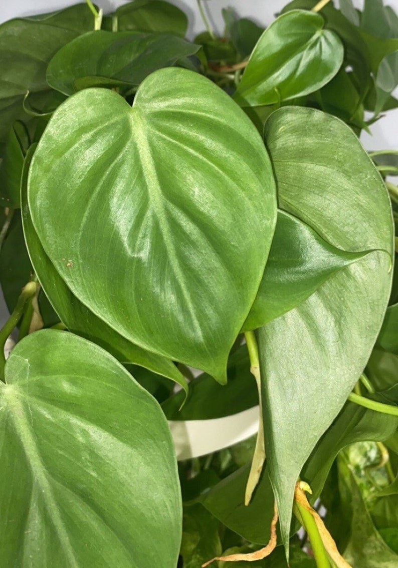 Heartleaf philodendron plant cutting, Green philodendron houseplant cutting, plant cuttings, live plants image 4