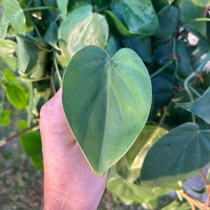 Heartleaf philodendron plant cutting, Green philodendron houseplant cutting, plant cuttings, live plants image 1