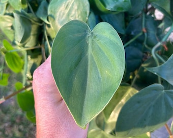 Heartleaf Philodendron Plant Cutting, Live Houseplant