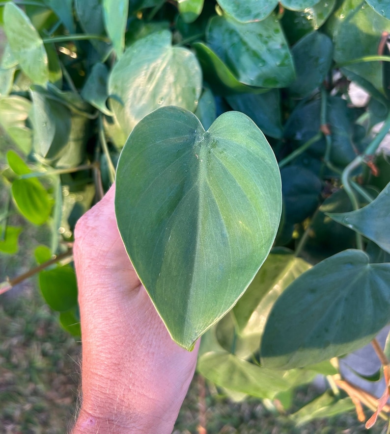 Heartleaf philodendron plant cutting, Green philodendron houseplant cutting, plant cuttings, live plants image 1