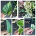 Plant cuttings for propagation, pothos cuttings, houseplant cuttings, house plants, live indoor plants, Christmas gifts