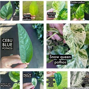 Puede incluir: Un collage de hojas de plantas pothos, incluyendo Marble Queen, Neon, Manjula, Golden, Cebu Blue, Snow Queen, Pearls & Jade, Njoy, Scindapsus pictus 'Argyraeus' y Scindapsus pictus 'Exotica'. Las hojas exhiben diversos colores y patrones.