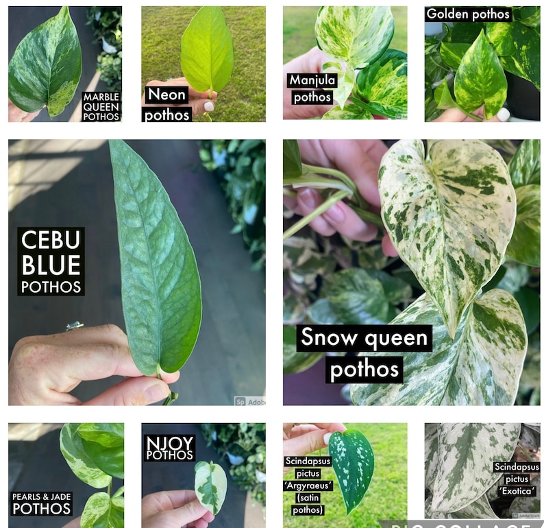 Puede incluir: Un collage de hojas de plantas pothos, incluyendo Marble Queen, Neon, Manjula, Golden, Cebu Blue, Snow Queen, Pearls & Jade, Njoy, Scindapsus pictus 'Argyraeus' y Scindapsus pictus 'Exotica'. Las hojas exhiben diversos colores y patrones.