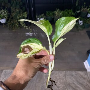 May include: A close-up of a plant cutting with green and white variegated leaves. The plant cutting has visible roots and is held in a hand. Other potted plants are visible in the background.