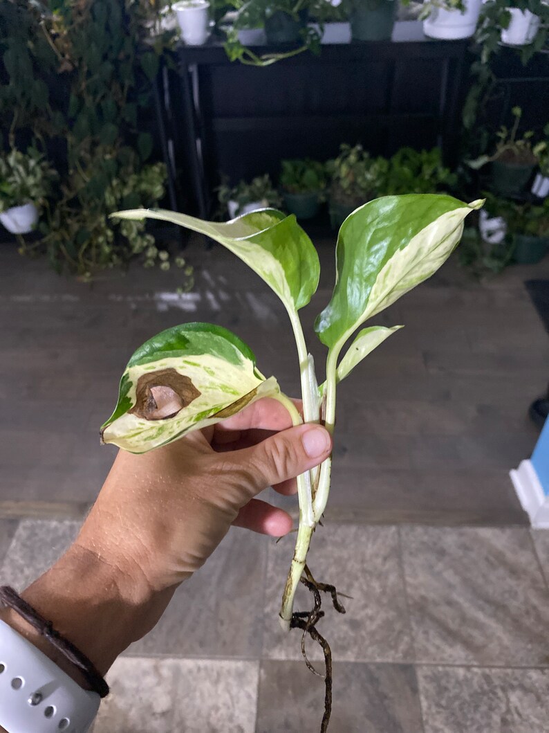 May include: A close-up of a plant cutting with green and white variegated leaves. The plant cutting has visible roots and is held in a hand. Other potted plants are visible in the background.