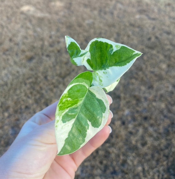 Variegated Pearls and Jade Pothos Cutting, Live Houseplant