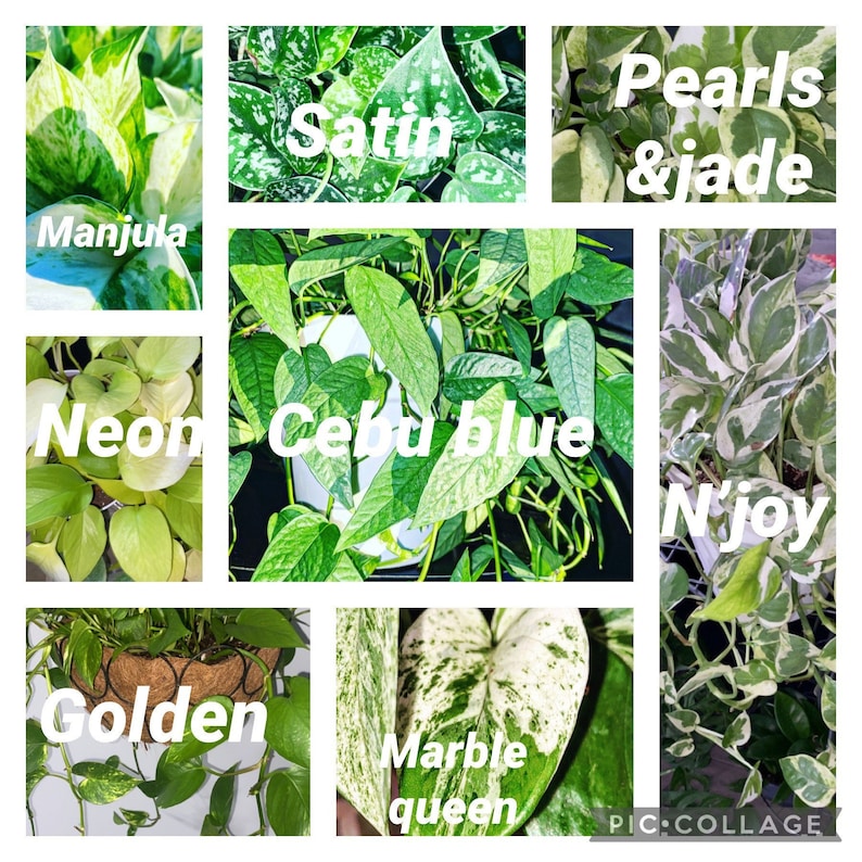 Puede incluir: Un collage de varias plantas de pothos, incluyendo Manjula, Satin, Pearls & Jade, Neon, Cebu Blue, N'joy, Golden y Marble Queen. Las plantas muestran una gama de variegaciones verdes y blancas, con cada variedad etiquetada en texto blanco.