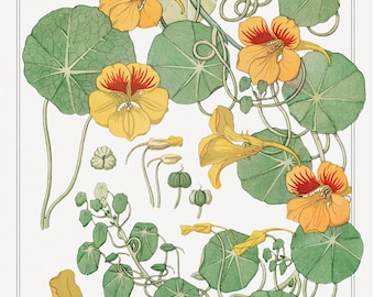 Art Nouveau Print Set, Nasturtium 3 Piece French Art Prints, 24x36 Prints 3 Pieces, Art Prints Set of 3, Vintage Botanical Illustration Set