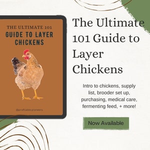 Può includere: Immagine di un tablet che mostra "The Ultimate 101 Guide to Layer Chickens" con un'illustrazione di un pollo. La guida tratta argomenti come l'allestimento dell'incubatrice. Un pulsante verde dice "Now Available".