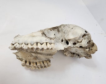 Partial Deer Skull 7" x 4" x 3", Missing Jaw and eye sockets, snout