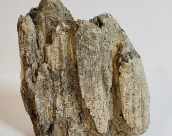 Medium Raw Piece of White Tan Petrified Wood 5x5x2