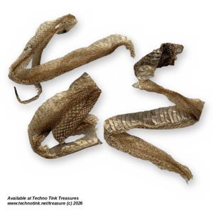 May include: Three pieces of translucent, shed snake skin with a fine, scaly texture and a light tan, beige coloration. The fragments are curled and twisted, displaying intricate patterns of overlapping scales. Text reads: Available at Techno Tink Treasures www.technotink.net/treasure (c) 2026