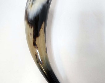 Water Buffalo Medieval/Pirate/Viking Drinking Horn average 11 inch