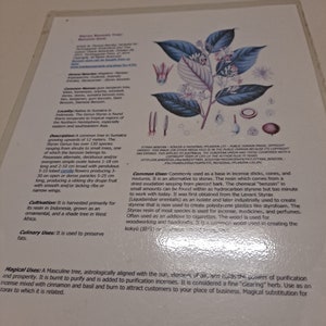 Gelamineerd Boom Infoblad: Styrax Benzoin Tree - Benzoin Gum