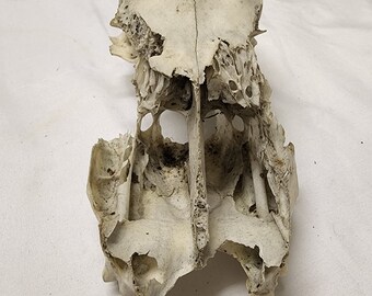 Partial Deer Skull 8" x 4" x 3", Missing Jaw and eye sockets, snout