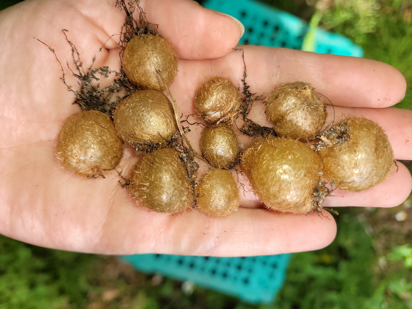 10 Nephrolepis cordifolia tubers/bulbs tuberous sword fern Etsy