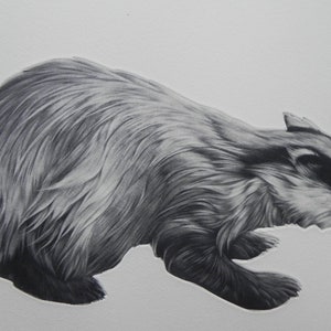 Brock the Badger- mezzotint engraving, shaped plate depicting a badger. Printed in black ink on paper.