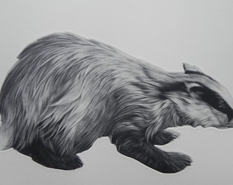 Brock le Badger- gravure mezzotint, plaque en forme représentant un blaireau. Imprimé à l’encre noire sur papier.