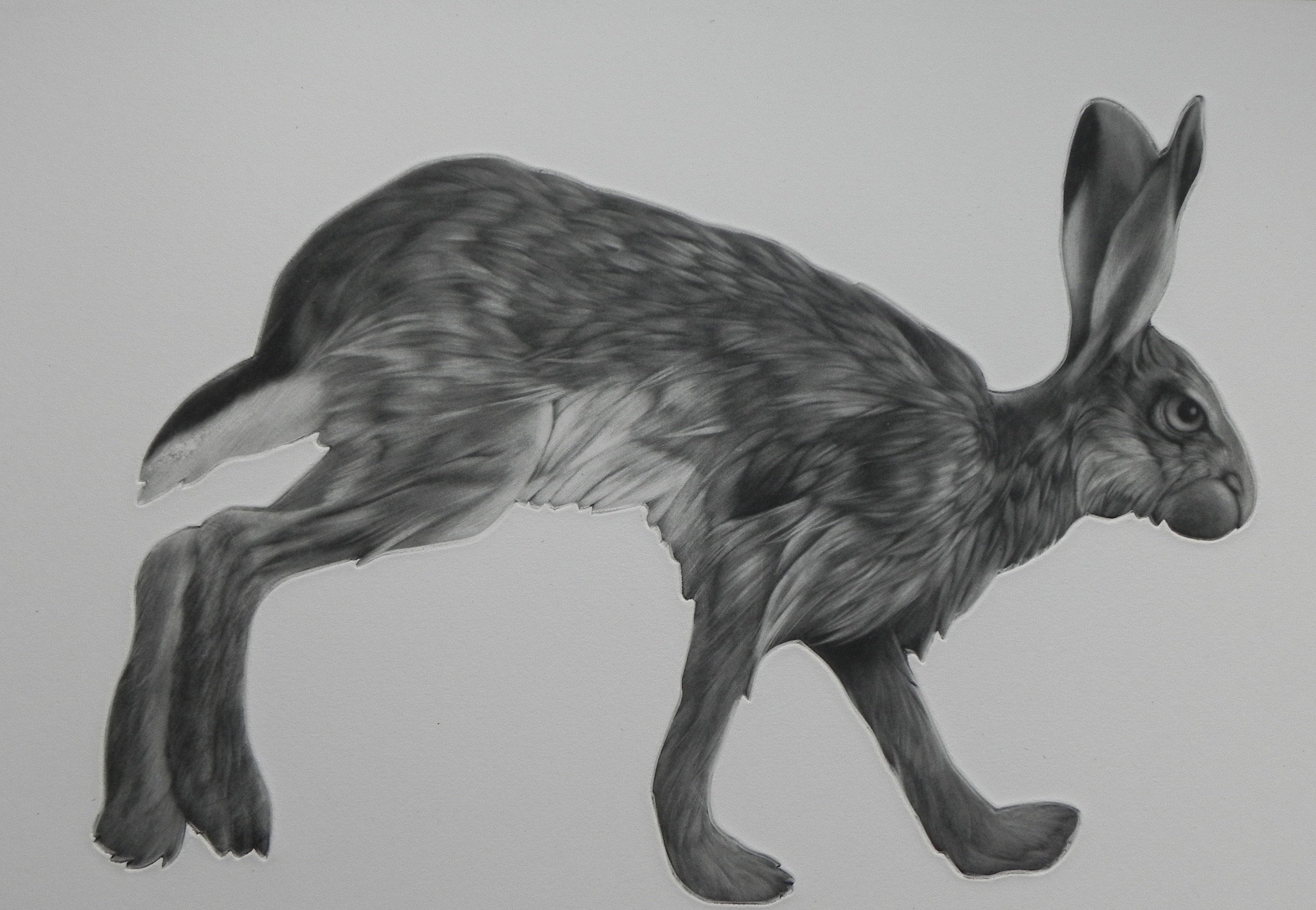 Trot Hare-forme de plaque mezzotint gravure d’un lièvre sur un fond blanc. Imprimé à l’encre noire sur papier.