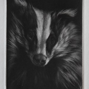 May include: A black and white etching of a badger's face. The badger is looking directly at the viewer with a serious expression. The etching is detailed and shows the badger's fur, eyes, and nose.