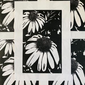 Echinacea