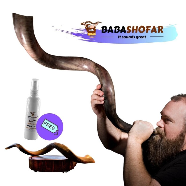 Huge Yemenite Shofar Kudu Horn 8893Cm Free Spray 35 Inch Etsy