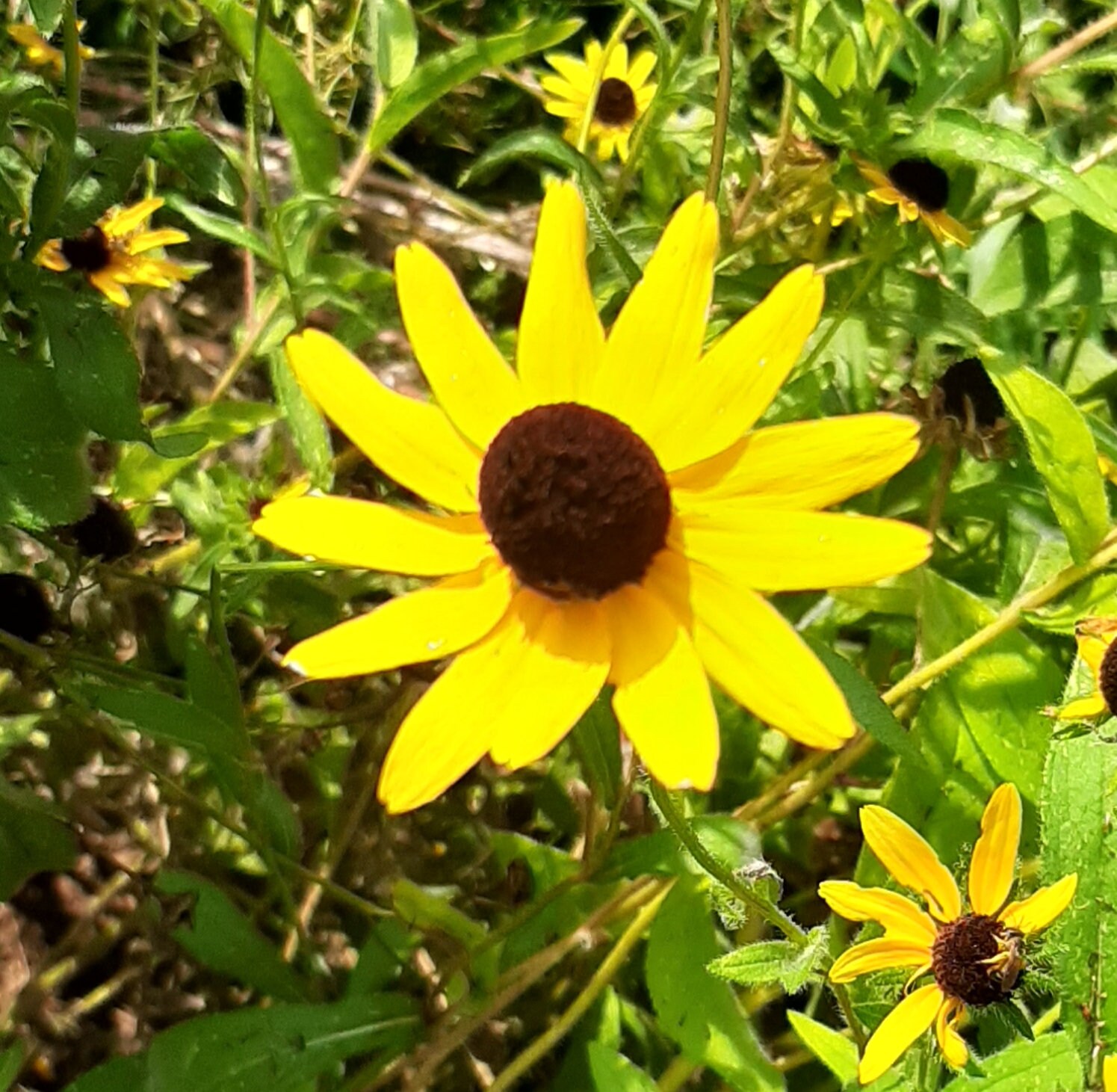 250 Black Eyed Susan Flower Seeds Etsy
