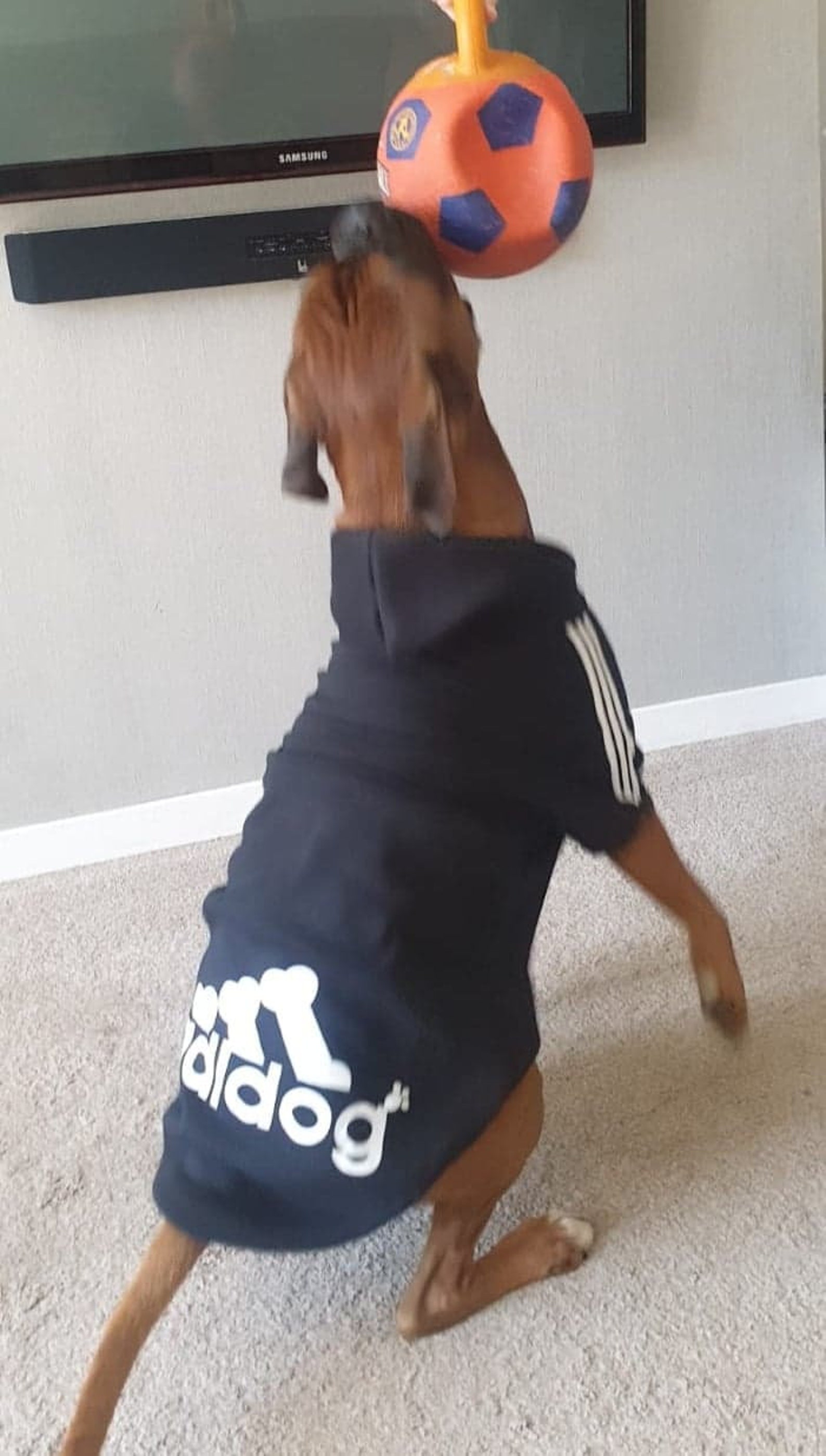 Personalised Adidog Pet Adidog Adidas Style Dog Hoodie Etsy