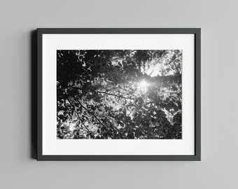 Schwarz-Weiß Fotografie "Sommer", Druck auf FineArt Baryta