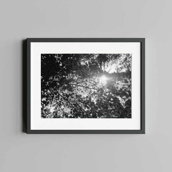 Schwarz-Weiß Fotografie "Sommer", Druck auf FineArt Baryta