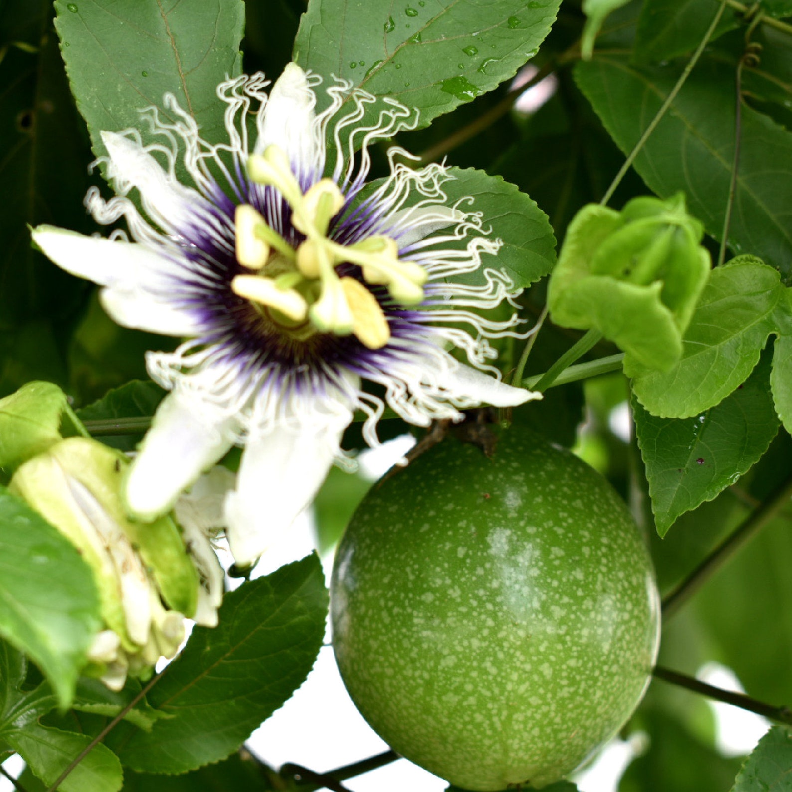 Organic Dried Passion Flower Herb Tea Dehydrated Passion Fruit Etsy