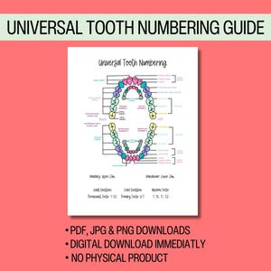 Universal Tooth Numbering Chart available as instant digital download for Dental Hygienists, Assistants, Students can be printed or digital
