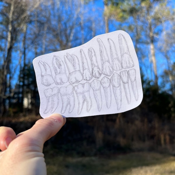 Arch Teeth Sticker Black and White for Dental Hygienist, Dental Assistant, Tooth Dental, RDH, Dental Student Gift, Hygienist Gift, Assistant